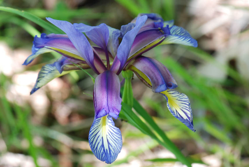 Iris graminea